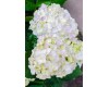 Hydrangea Blushing Bride